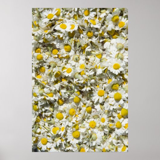 Wilde Gänse Poster (Vorne)