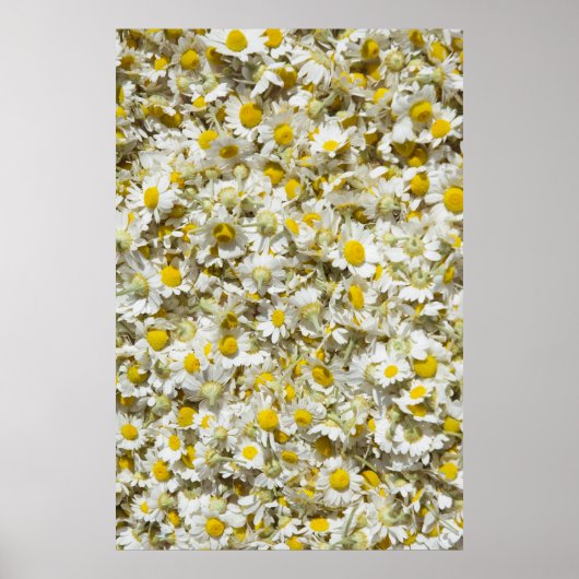 Wilde Gänse Poster (Vorne)