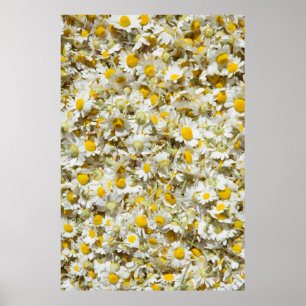 Wilde Gänseblümchen-Muster Poster
