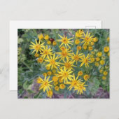 Wilde gelbe Blumen Fotografie Postkarte (Vorne/Hinten)