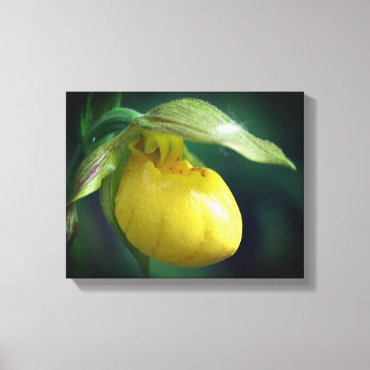 Wilde Gelbe Dame Slipper Orchid-Blume Nah Leinwanddruck (Vorderseite)