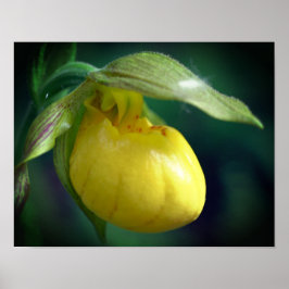 Wilde Gelbe Dame Slipper Orchid-Blume Nah Poster