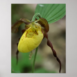 Wilde Gelbe Dame Slipper Orchid-Blume Poster
