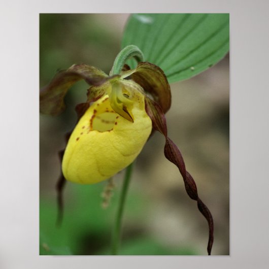 Wilde Gelbe Dame Slipper Orchid-Blume Poster (Vorne)