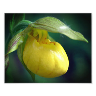 Wilde Gelbe Dame Slipper Orchidee Blume 8x10 Fotodruck