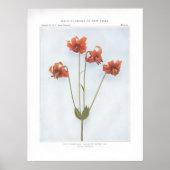 Wilde gelbe Lilie; Kanada oder nickende Lilie Poster (Vorne)