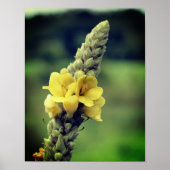 Wilde Gelbe Mullein-Blume Poster (Vorne)