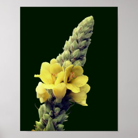 Wilde Gelbe Mullein-Blume Poster (Vorne)