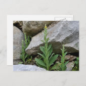 Wilde Gelbe Mullein-Blume Postkarte (Vorne/Hinten)