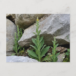 Wilde Gelbe Mullein-Blume Postkarte