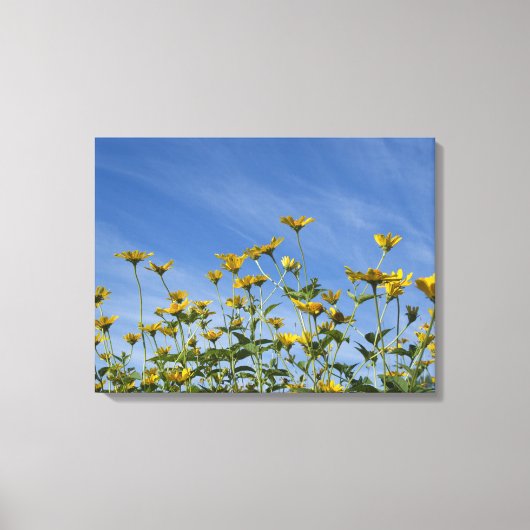 Wilde gelbe Sonnenblumen und blauer Himmel Leinwanddruck (Vorderseite)