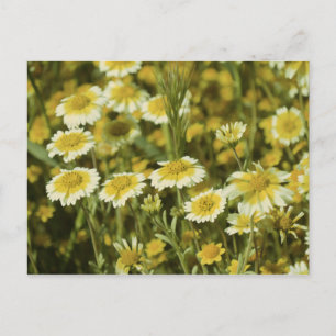 Wilde gelbe und weiße Sonnenblumen Postkarte