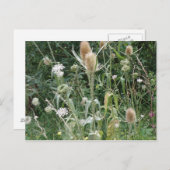 Wilde Gräser Postkarte (Vorne/Hinten)