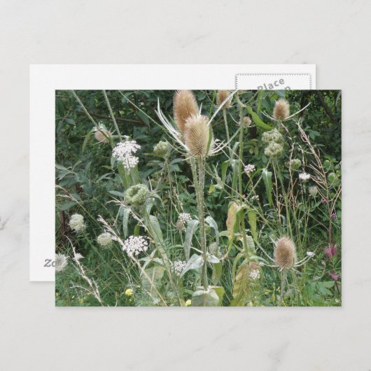 Wilde Gräser Postkarte (Vorne/Hinten)