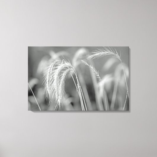 Wilde Gräser - Schwarz und Weiß Leinwanddruck (Vorderseite)