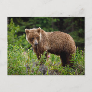 Wilde Grizzlybären in Alaska Postkarte