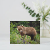 Wilde Grizzlybären in Alaska Postkarte (Stehend Vorderseite)