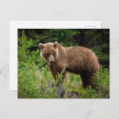 Wilde Grizzlybären in Alaska Postkarte (Vorne/Hinten)