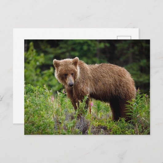 Wilde Grizzlybären in Alaska Postkarte (Vorne/Hinten)