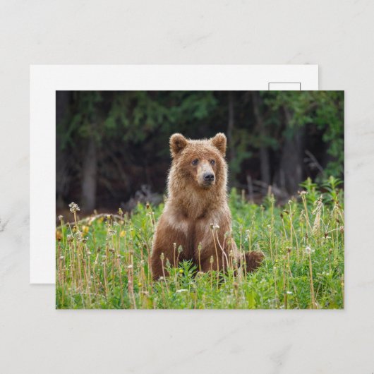 Wilde Grizzlybären in Alaska Postkarte (Vorne/Hinten)