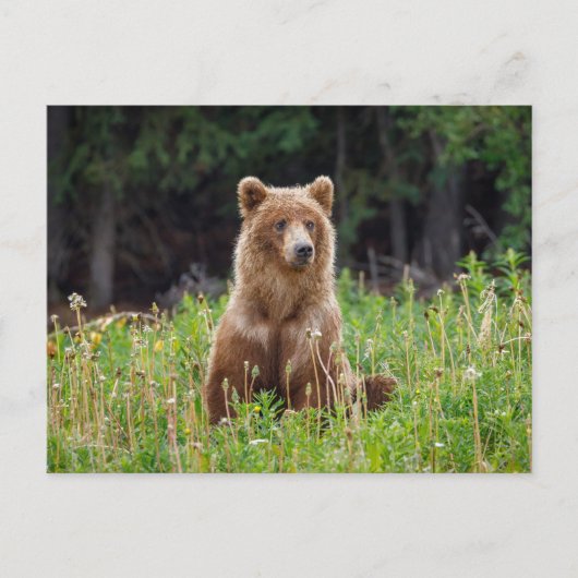 Wilde Grizzlybären in Alaska Postkarte (Vorderseite)