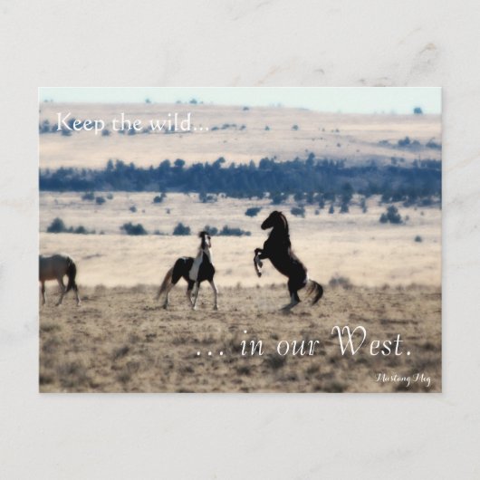 Wilde Hengste, voradressiert: Sec of the Interior Postkarte (Vorderseite)