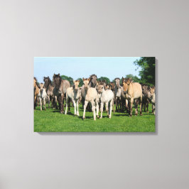 Wilde Herde von Duelmen Ponies mit Fohlen. Leinwanddruck