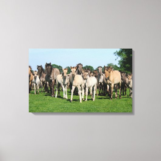 Wilde Herde von Duelmen Ponies mit Fohlen. Leinwanddruck (Vorderseite)