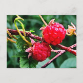 Wilde Himbeeren Postkarte (Vorderseite)