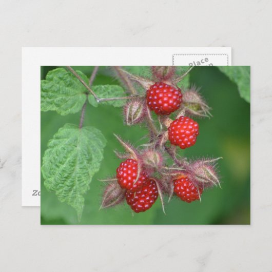 Wilde Himbeeren Postkarte (Vorne/Hinten)