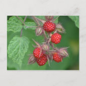 Wilde Himbeeren Postkarte (Vorderseite)