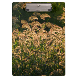 Wilde Hirse (Panicum Sp.) wächst im Feuchtgebiet Klemmbrett