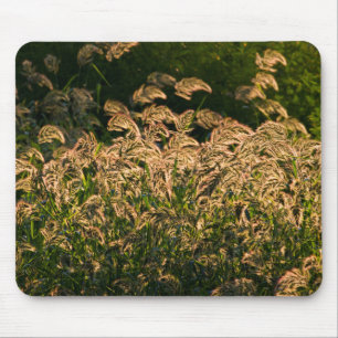 Wilde Hirse (Panicum Sp.) wächst im Feuchtgebiet Mousepad