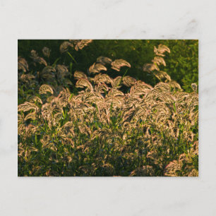 Wilde Hirse (Panicum Sp.) wächst im Feuchtgebiet Postkarte