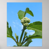Wilde Hortensie Poster (Vorne)