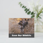 Wilde Hunde, Rett unsere Wildlife Postkarte (Stehend Vorderseite)
