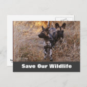 Wilde Hunde, Rett unsere Wildlife Postkarte (Vorne/Hinten)