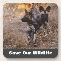 Wilde Hunde Rettete unsere Tierwelt