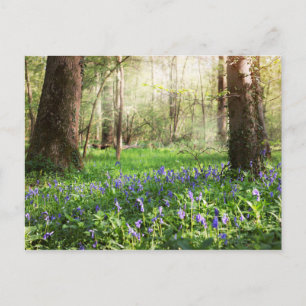 Wilde Hyazinthen im Wald von Ghlin in Belgien Postkarte