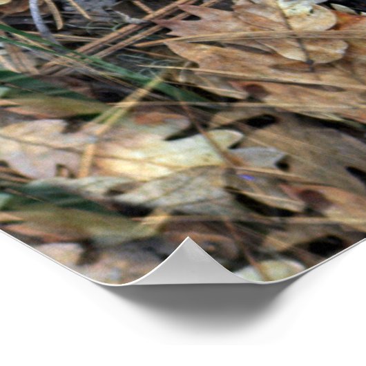 Wilde Ire im Wald... Poster (Ecke)