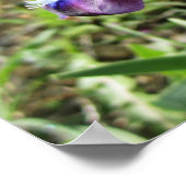 Wilde Iris Poster (Ecke)