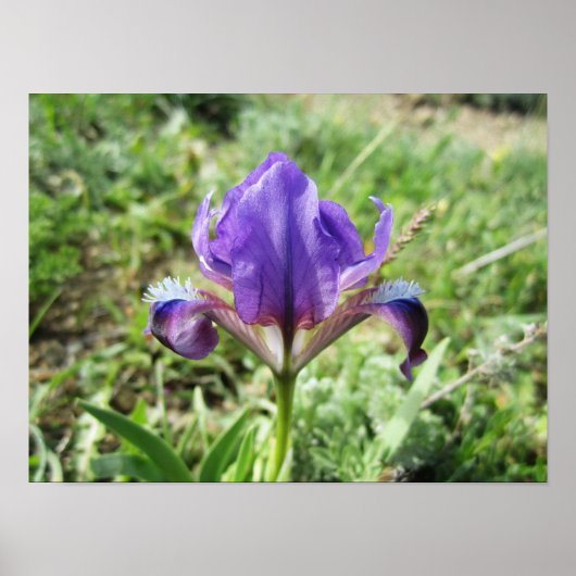 Wilde Iris Poster (Vorne)