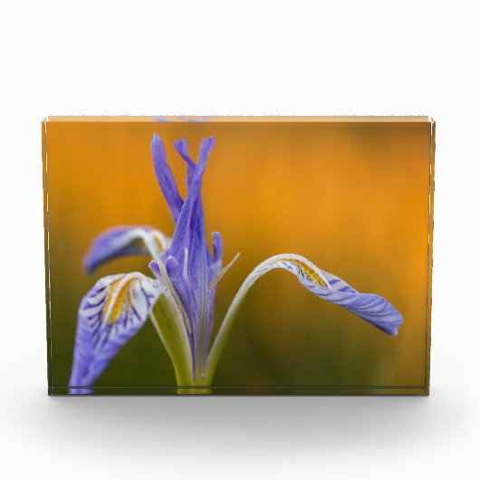 Wilde Iris-Wildblume in Alpenglow Reflexion Fotoblock (Vorderseite)