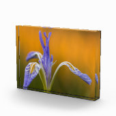 Wilde Iris-Wildblume in Alpenglow Reflexion Fotoblock (Rechts)