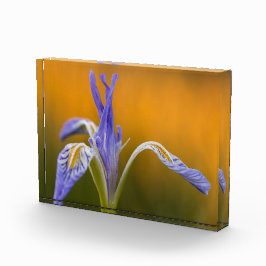 Wilde Iris-Wildblume in Alpenglow Reflexion Fotoblock
