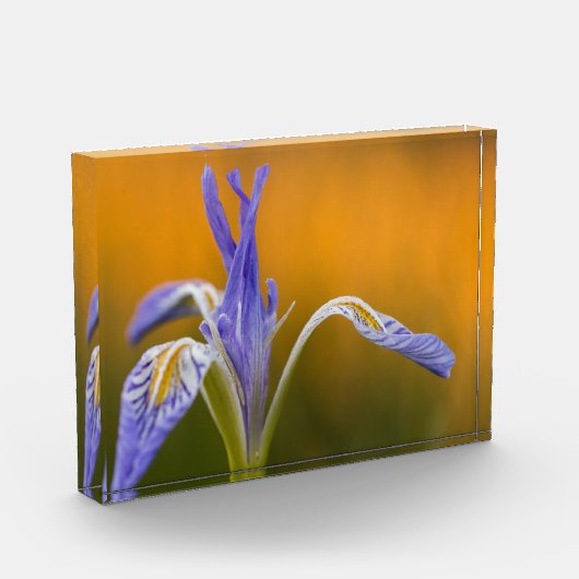 Wilde Iris-Wildblume in Alpenglow Reflexion Fotoblock (Links)