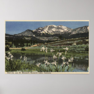 Wilde Iriswachsendes nahes Mt.-Mammut Poster