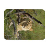 Wilde junge Löwen sitzen im Gras in Botswana Magnet (Horizontal)