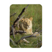 Wilde junge Löwen sitzen im Gras in Botswana Magnet (Vertikal)