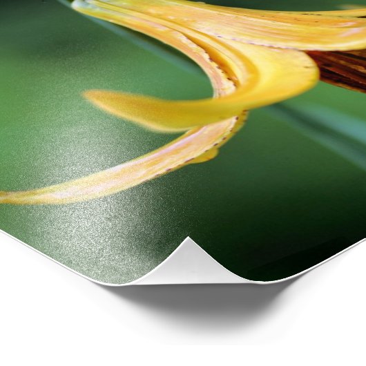 Wilde Kanadische Lilie mit glühendem Insekt 8x10 Fotodruck (Ecke)